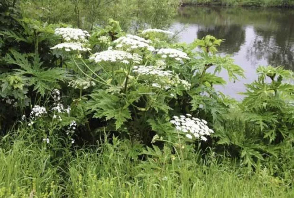 Perejil gigante: una planta invasora muy peligrosa