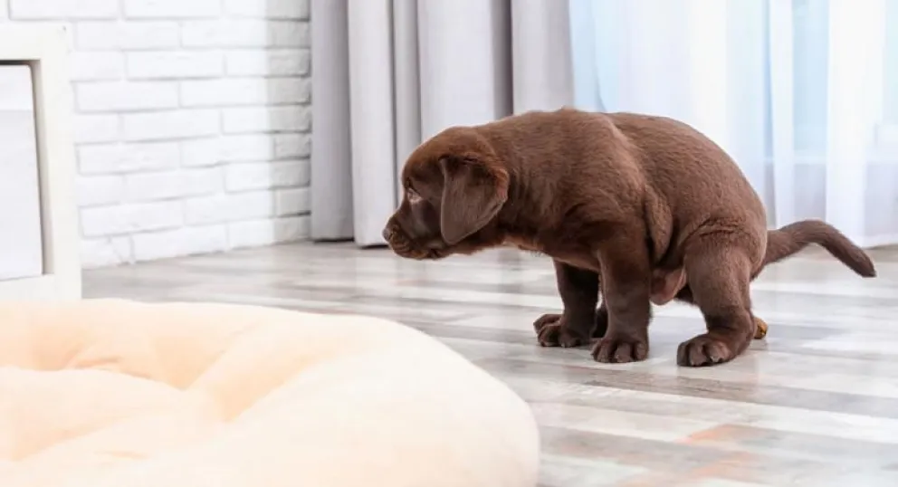 Cómo enseñarle a tu cachorro a hacer sus necesidades afuera