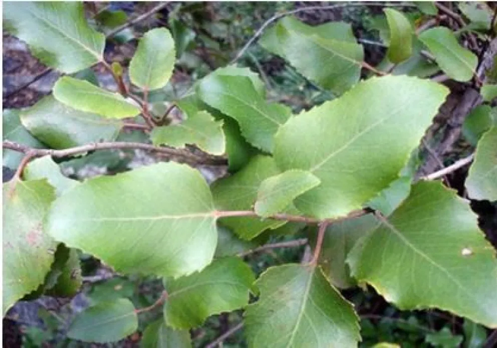 Plantas medicinales de la zona
