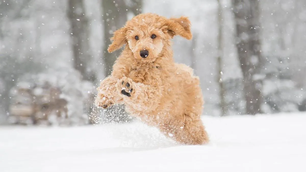 puedo sacar a mi perro a la nieve