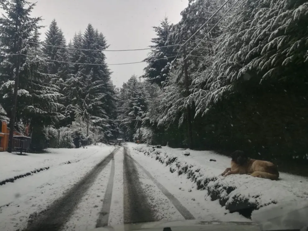 Emitieron "Alerta Amarilla" por nevadas en el Parque Nacional Nahuel Huapi