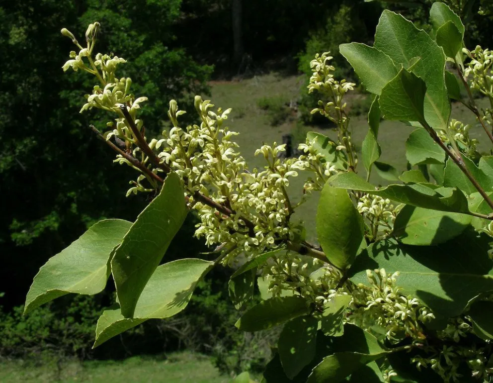 El radal, una especie nativa con múltiples beneficios para la salud