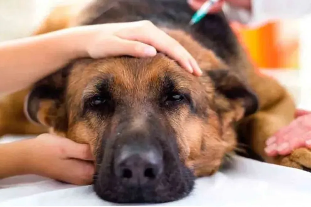 Dormir al perro para bañarlo: una práctica que se está volviendo común
