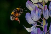 El mangangá o abejorro gigante patagónico: un vecino entrañable