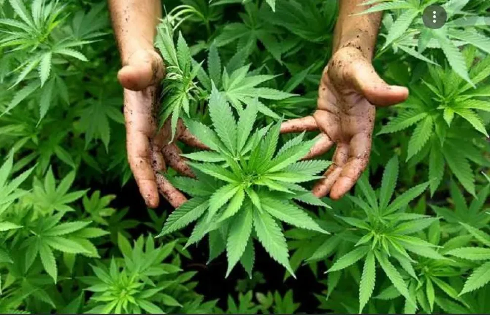 Salud fijó nuevas condiciones que simplifican el autocultivo de cannabis medicinal