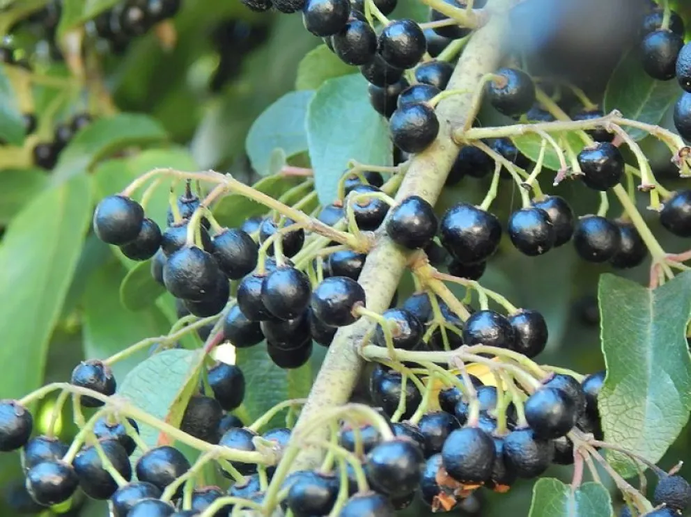 El Maqui, el super arbusto de la Patagonia