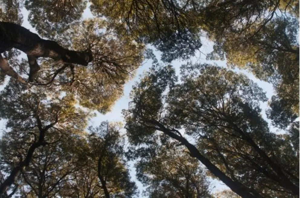 La belleza del bosque